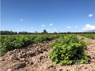 Agricultura Jardines Viveros Vendo Barbecho